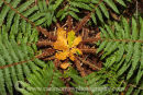 Woodland Ferns and Oak leaves.